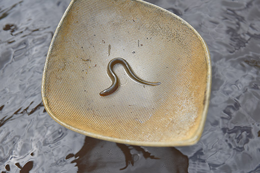 A thin, brown creature that resembles an earth worm rests in a small metal basket. The creature is a larval sea lamprey.]